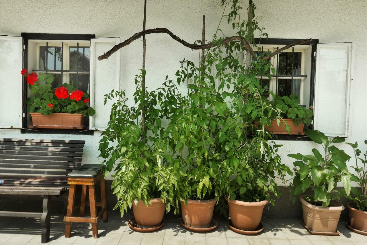 House, Garden And A Green Cat 블레드 외부 사진